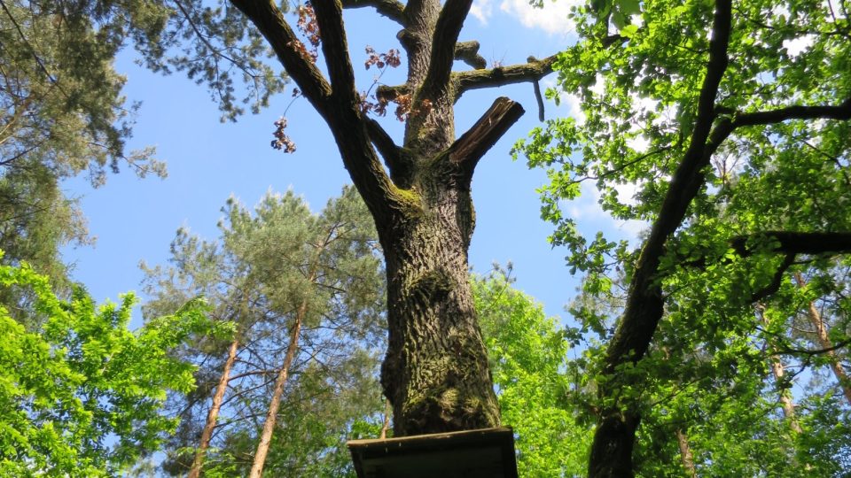 Mariánský dub je pamětníkem obory