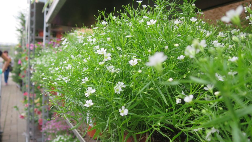 Lobelia v zahradnictví Černá za Bory