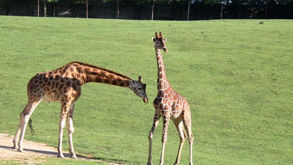 Máte poprvé možnost projíždět se mezi volně vypuštěnými žirafami v safari ZOO Dvůr Králové