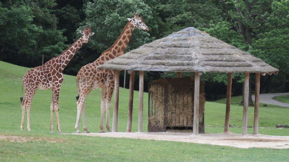 Máte poprvé možnost projíždět se mezi volně vypuštěnými žirafami v safari ZOO Dvůr Králové