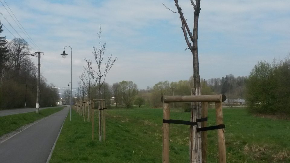 Vzrostlejší stromy blíže centra Bukovce byly vysázeny v říjnu 2015