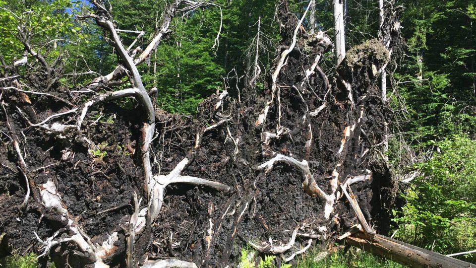 Je to obrovský val hlíny a kamenů, propletený už prosychajícími kořeny, pod kterým zeje jáma