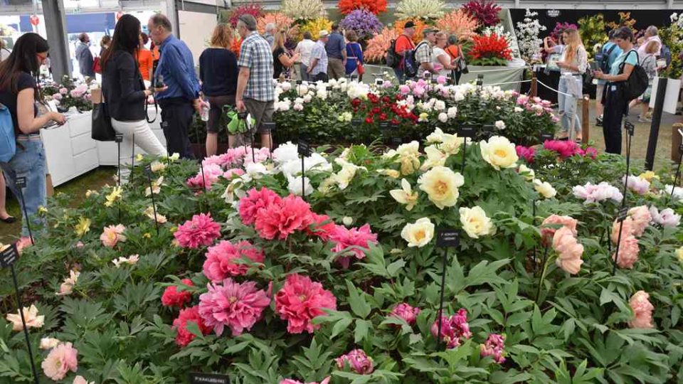 Expozice pivoněk na Chelsea Flower Show