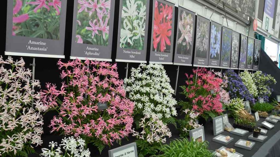 Zahradnická výstava Chelsea Flower Show