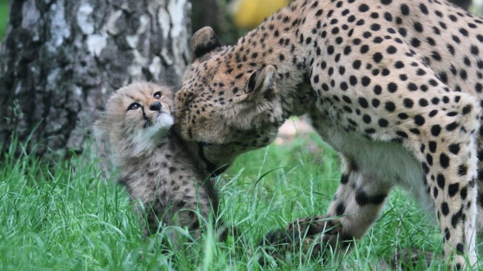 Gepardi v ZOO Dvůr Králové nad Labem