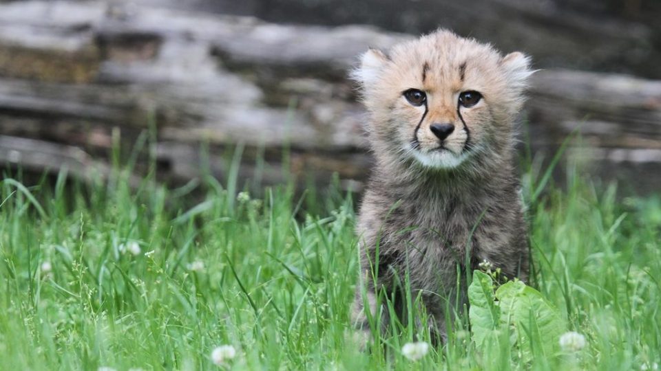 Gepardi v ZOO Dvůr Králové nad Labem