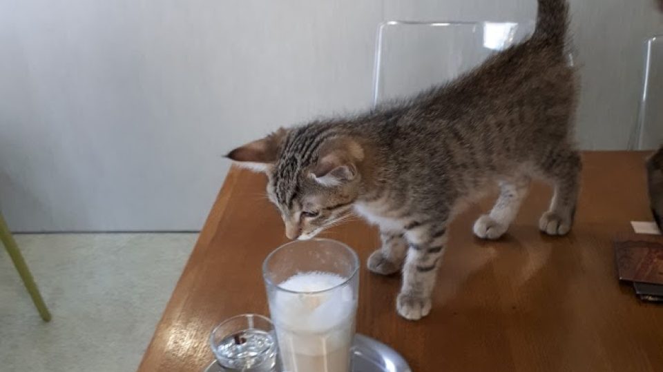 Kočičí kavárna v Kladně