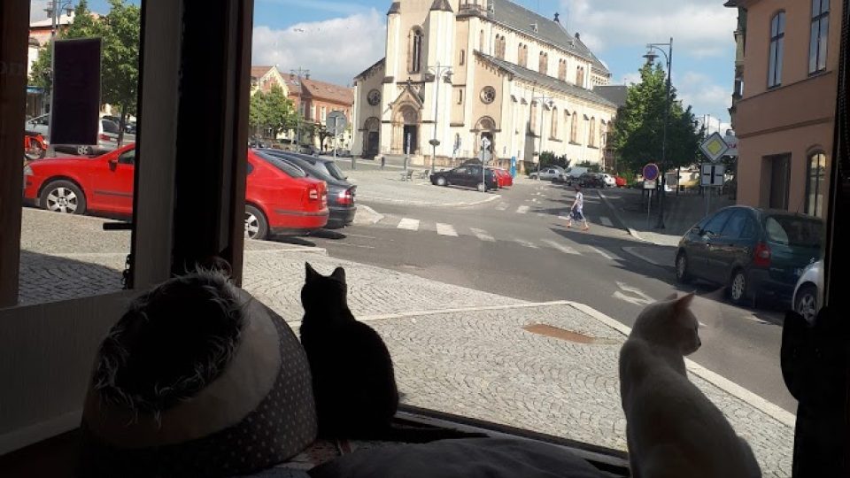 Kočičí kavárna v Kladně