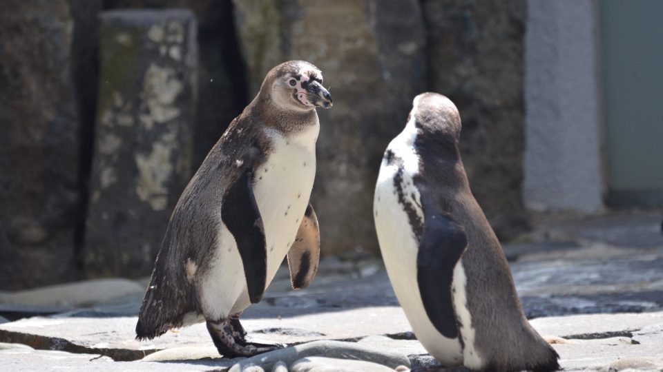 Diskuze tučňáků
