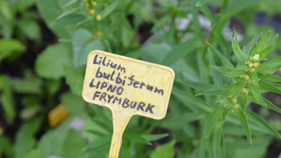 Lilie cibulkonosná (Lilium bulbiferum)