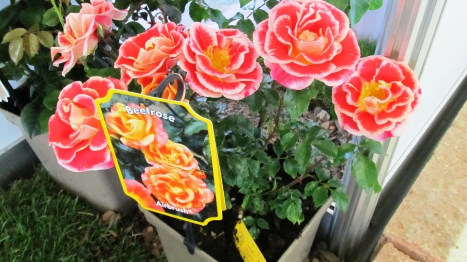 Růže Airbrush pojmenovaná podle malířské techniky