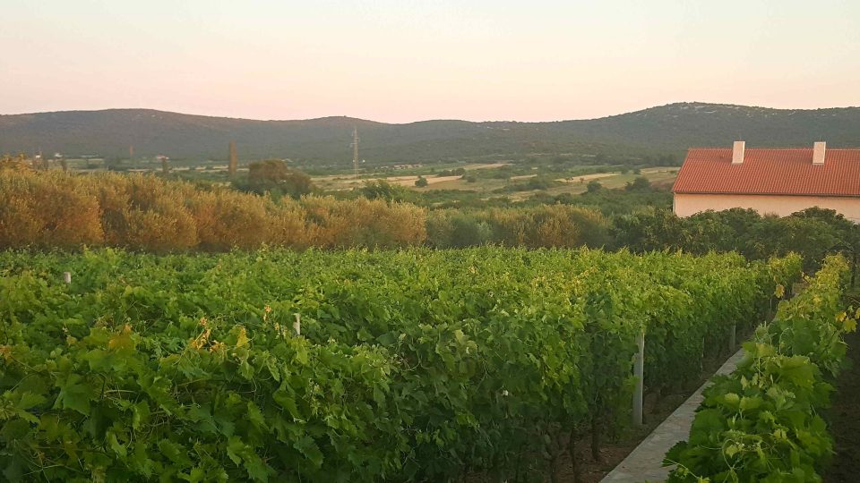 Rodinná farma Rocových leží uprostřed dalmatských vinic