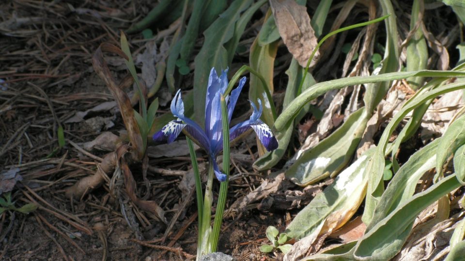 Kosatec Iris reticulata má v zemi hlízku. I ty se dobývají koncem června