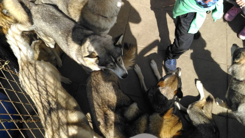 Husky tábor Jany Henychové v Horním Maxově