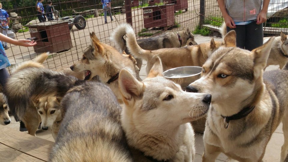 Husky tábor Jany Henychové v Horním Maxově