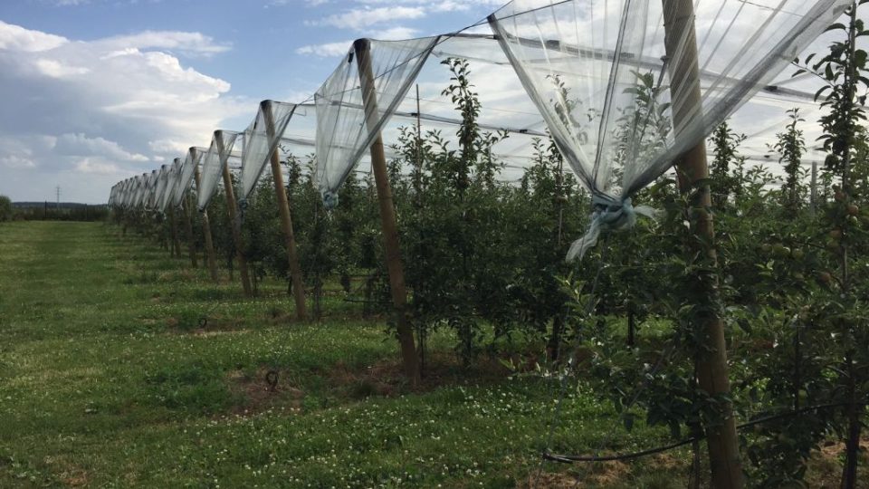 Ovocnáři na východě Čech čekají špatnou úrodu. Kroupy zasáhly sady, které na jaře unikly mrazům