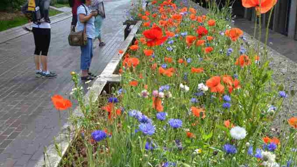 Londýnský Barbican nabízí přímo v centru metropole zelenou kvetoucí oázu 