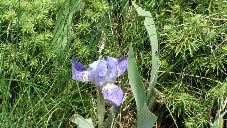 Iris germanica, kosatec německý, dělíme a přesazujeme v polovině července