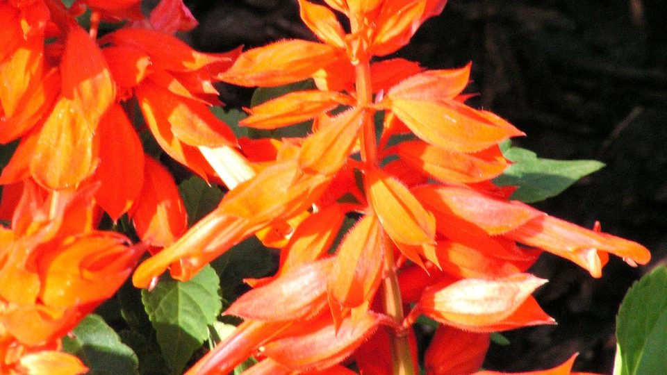 Salvia splendens se pěstuje v různých barvách. Od bílé, přes oranžovou a červenou, až k fialové