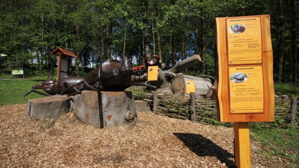 V ostravské zoologické zahradě mají pět obřích dřevěných brouků