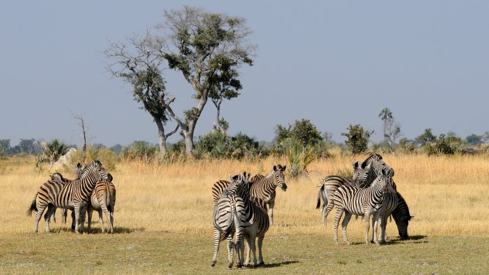 Zebry v deltě řeky Okavango v Botswaně