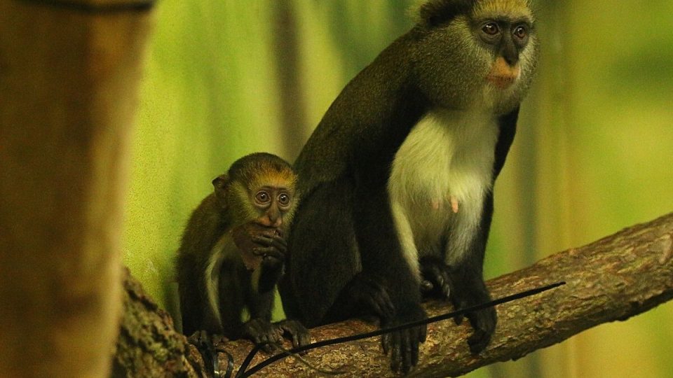 Zázrak je první přírůstek u kočkodanů Campbellových v ZOO Dvůr Králové nad Labem