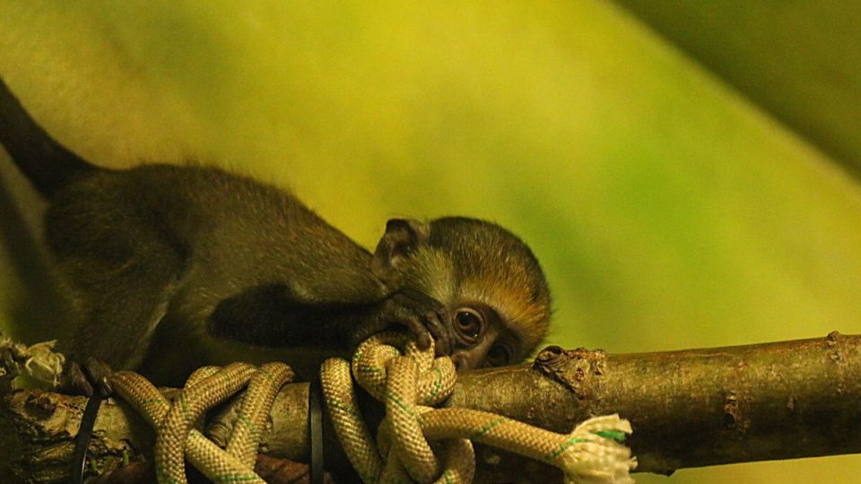 Zázrak je první přírůstek u kočkodanů Campbellových v ZOO Dvůr Králové nad Labem