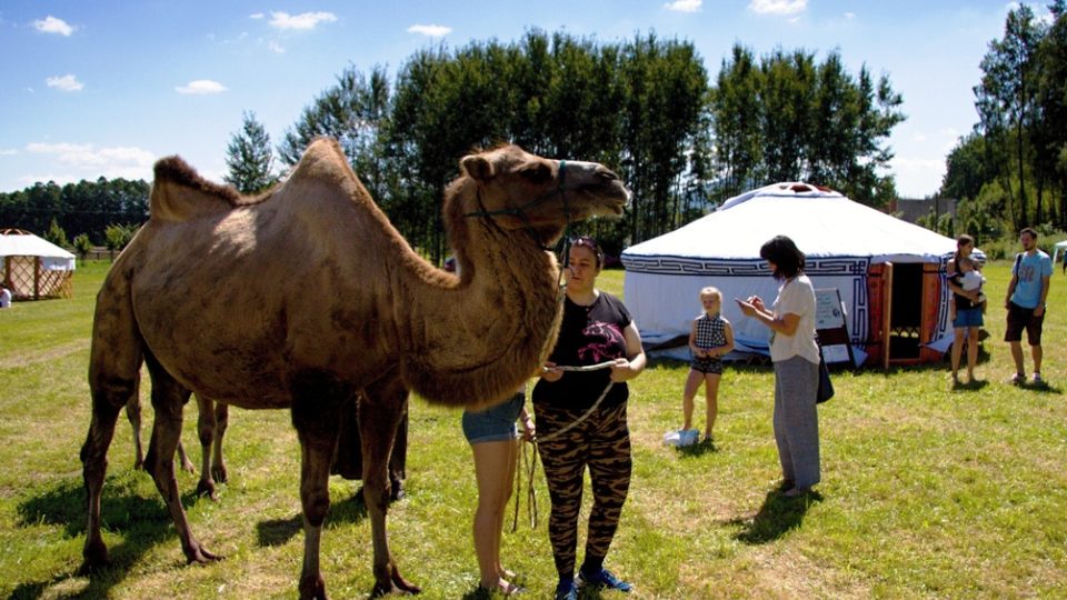 Na festivalu bylo k vidění ledacos, třeba i velbloud