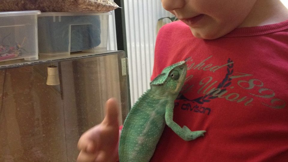 Chameleona chovají v malé exotické ZOO u paní Lenky Sýkorové v Zábrodí na Náchodsku