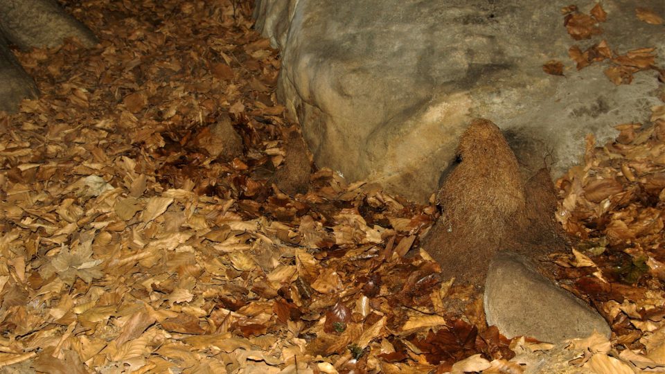 Kořenové krápníky v Prachovských skalách