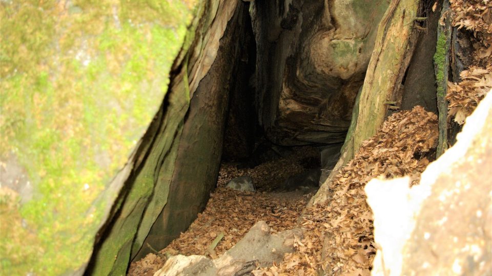 Vstup do jeskyně, ve které bydlí kořenové krápníky