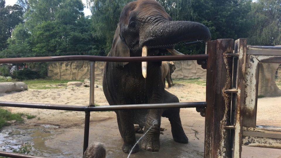 Sloni v ZOO Dvůr Králové nad Labem