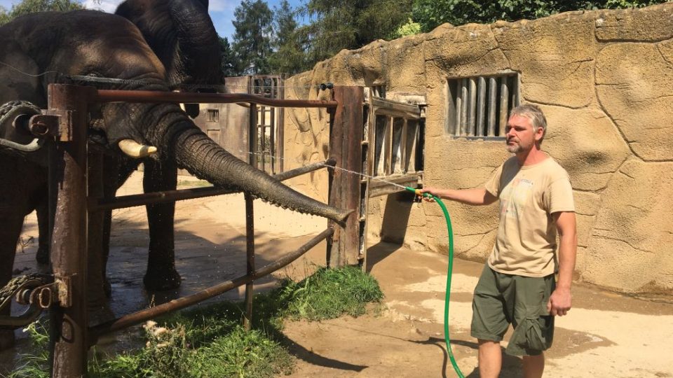 Sloni v ZOO Dvůr Králové nad Labem