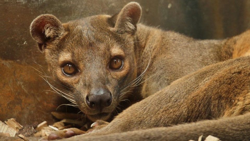 Do ZOO Dvůr Králové se vrátila fosa madagaskarská