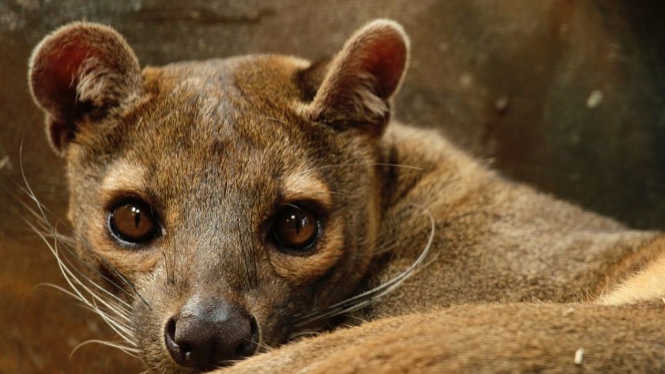 Do ZOO Dvůr Králové se vrátila fosa madagaskarská