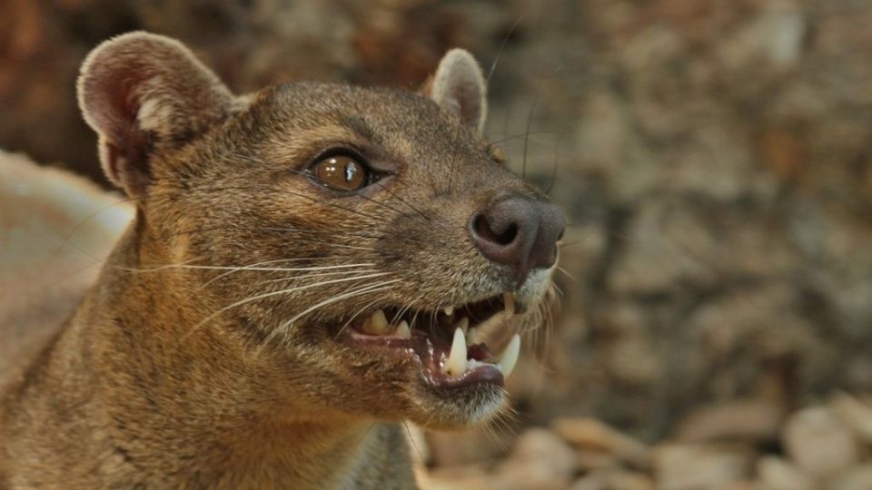 Do ZOO Dvůr Králové se vrátila fosa madagaskarská