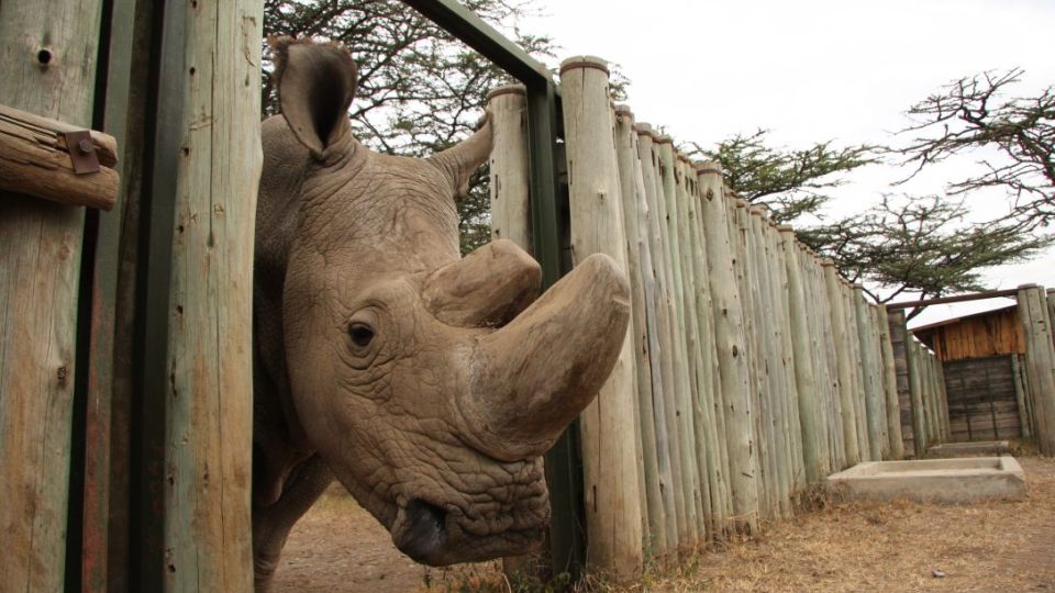 Sudán, jediný známý žijící samec nosorožce tuponosého (jinak též bílého) severního, v keňské rezervaci Ol Pejeta