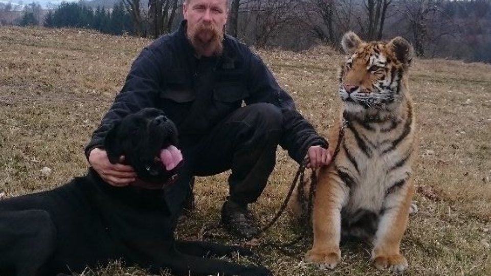 Huri je jediným tygrem sibiřským, chovaným ve východních Čechách. Martin Zeman jej má na svém hradě