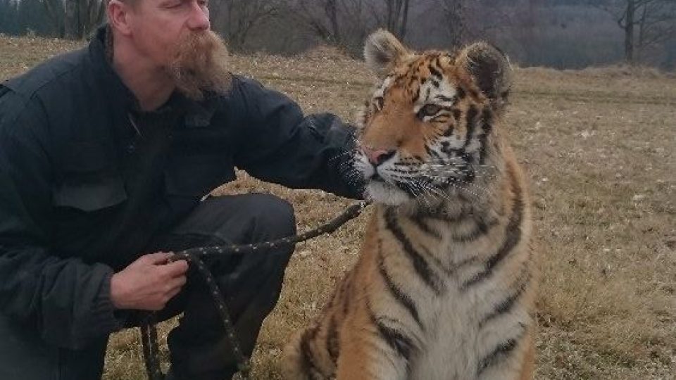 Huri je jediným tygrem sibiřským, chovaným ve východních Čechách. Martin Zeman jej má na svém hradě