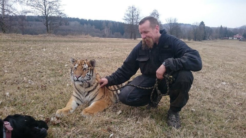 Huri je jediným tygrem sibiřským, chovaným ve východních Čechách. Martin Zeman jej má na svém hradě