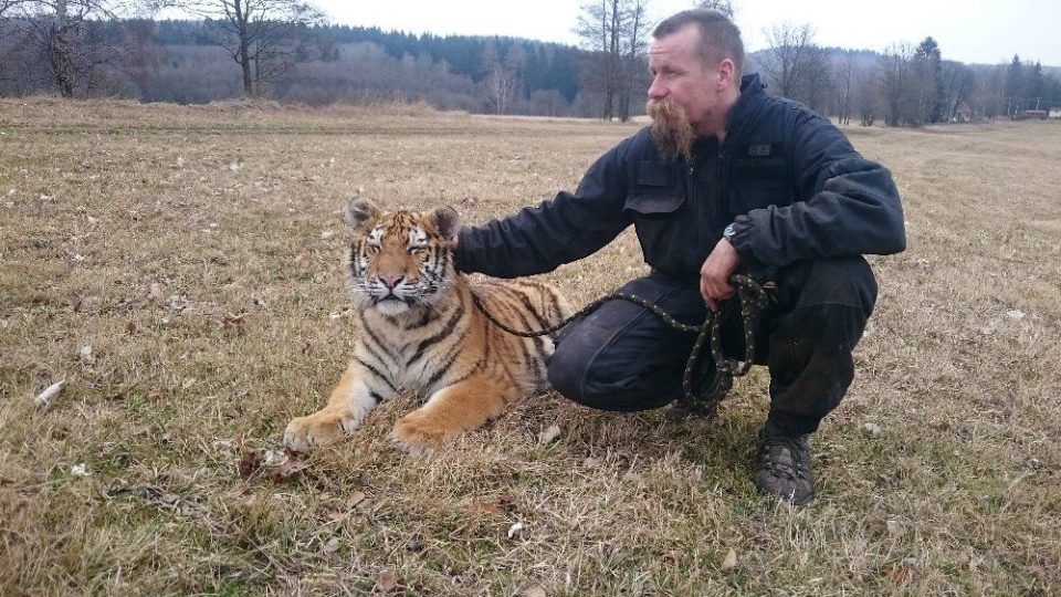 Huri je jediným tygrem sibiřským, chovaným ve východních Čechách. Martin Zeman jej má na svém hradě