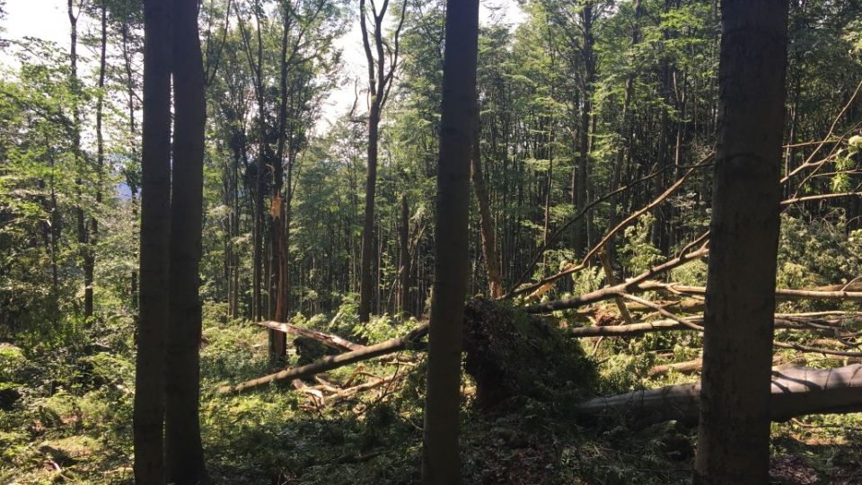 Po ničivých bouřích je do některých lesů v okolí Úpice na Trutnovsku vyhlášen zákaz vstupu