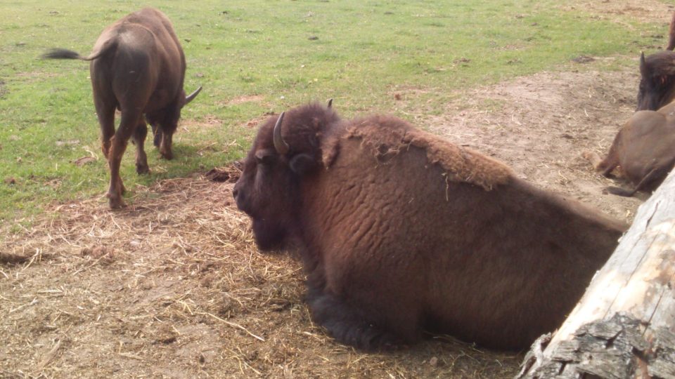 Býci bizonů amerických mohou v plné síle vážit ve volné přírodě až jeden a půl tuny. 
