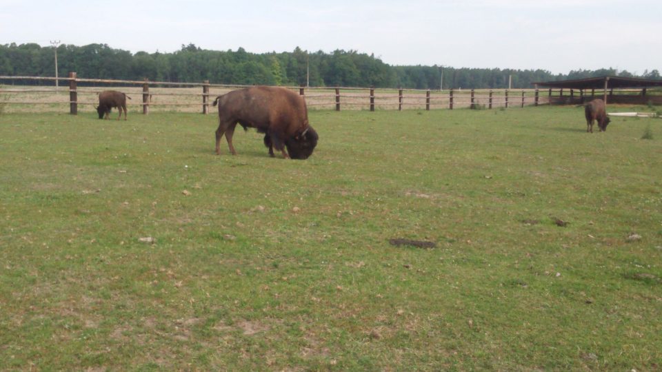 Přestože zmínku o chvojenských bizonech nikde nenajdete, zastaví se u masivní ohrady z kulatiny ročně tisíce turistů