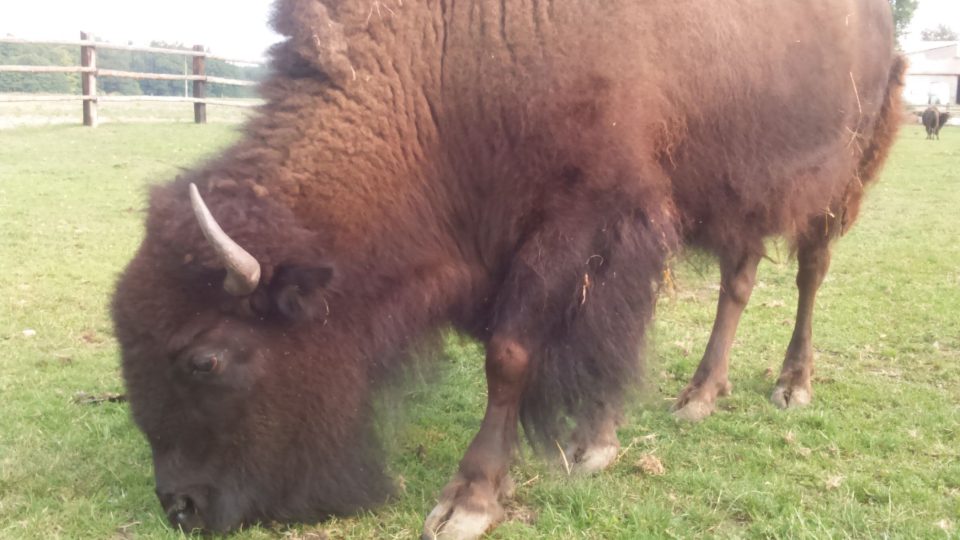 Býci bizonů amerických mohou v plné síle vážit ve volné přírodě až jeden a půl tuny. 