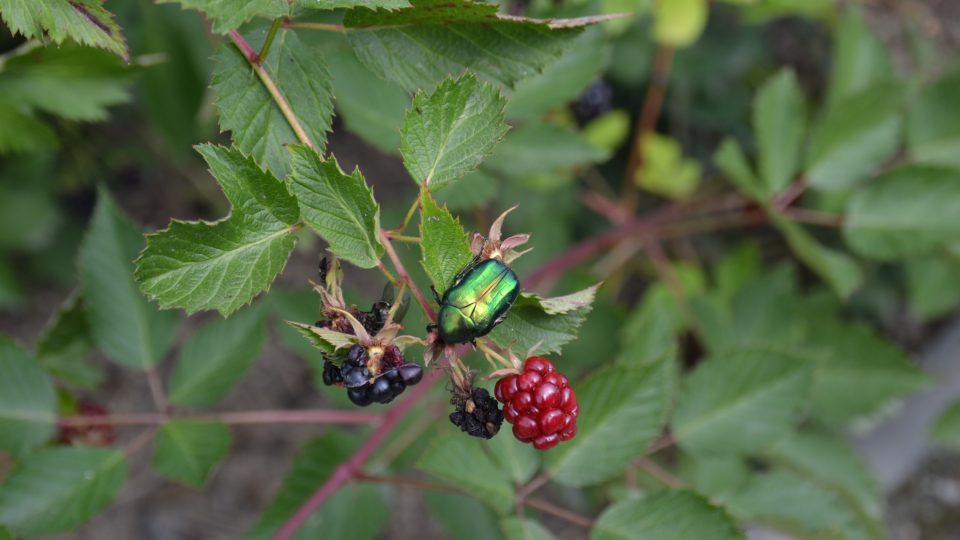 Terapeutická zahrada, Baliny