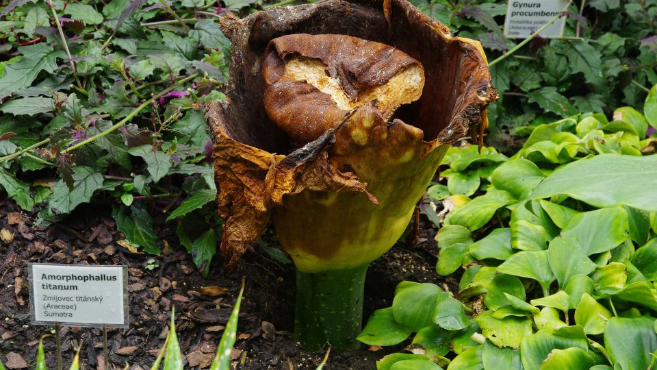Opylení zmijovce titánského v liberecké botanické zahradě se povedlo, rostlina má semena