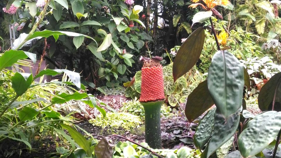 Opylení zmijovce titánského v liberecké botanické zahradě se povedlo, rostlina má semena