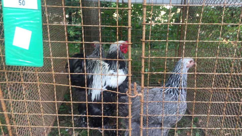 Obec Žireč je proslavena tradiční výstavou drobného zvířectva