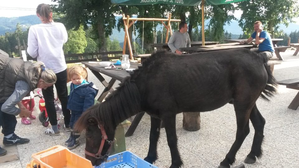 Zejména dětské návštěvníky potěší volně se pohybující poník a kozy